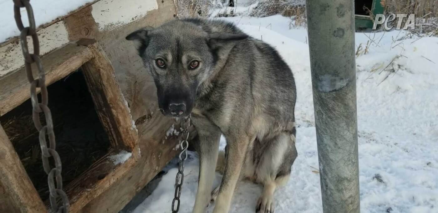 Iditarod dog chained to a kennel