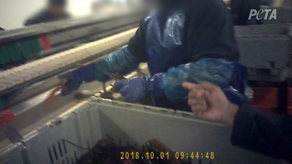 Live Lobsters Torn Limb From Limb in Shocking New Eyewitness Video