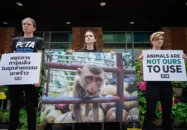 Tell Woolies to Stop Supporting Monkey Abuse in the Thai Coconut Industry