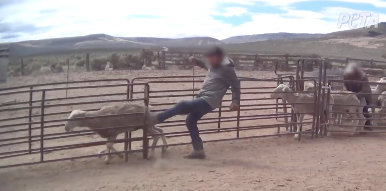 Sheep Kicked, Hit, and Shoved for ‘Sustainable’ Wool