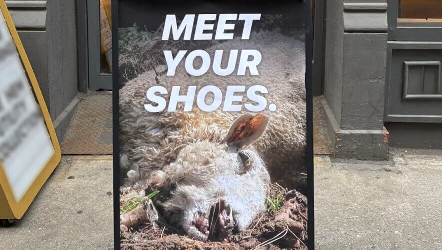 Allbirds’ Misleading Claims About Wool – Take Action for Sheep