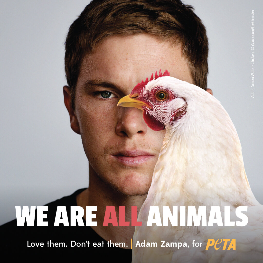 Cricketer Adam Zampa Goes to Bat for Animals in New Vegan Bus Campaign