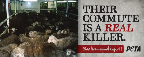 peta banned live export ad