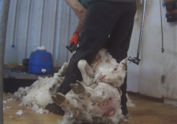 Exposed: Australian Wool Industry Continues to Abuse Sheep