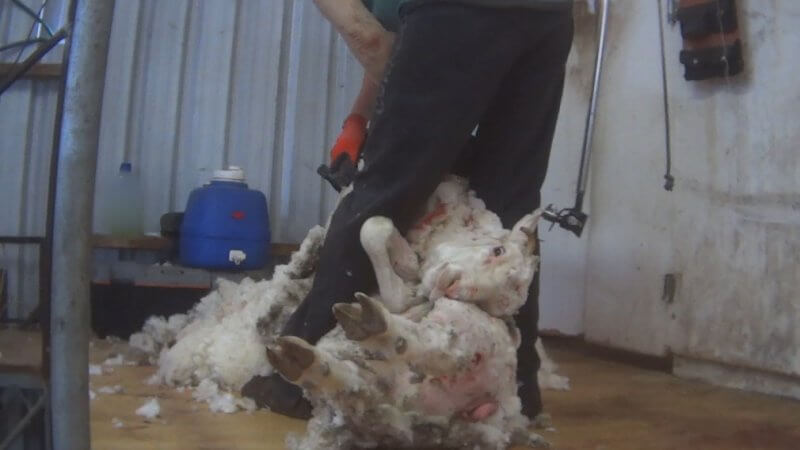 A frightened sheep being cruelly handled