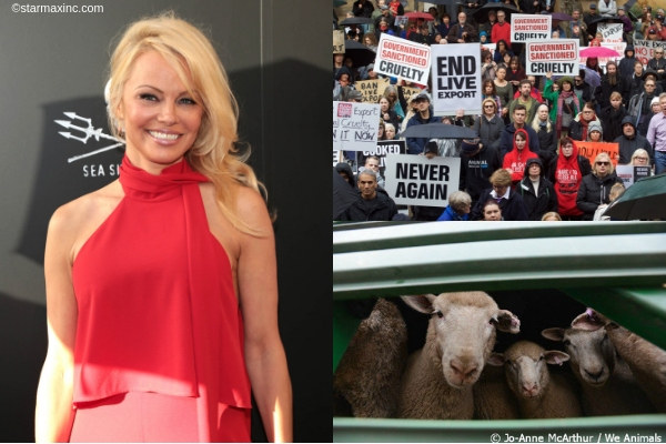 Pamela Anderson Urges PM Scott Morrison to Ban Live Exports