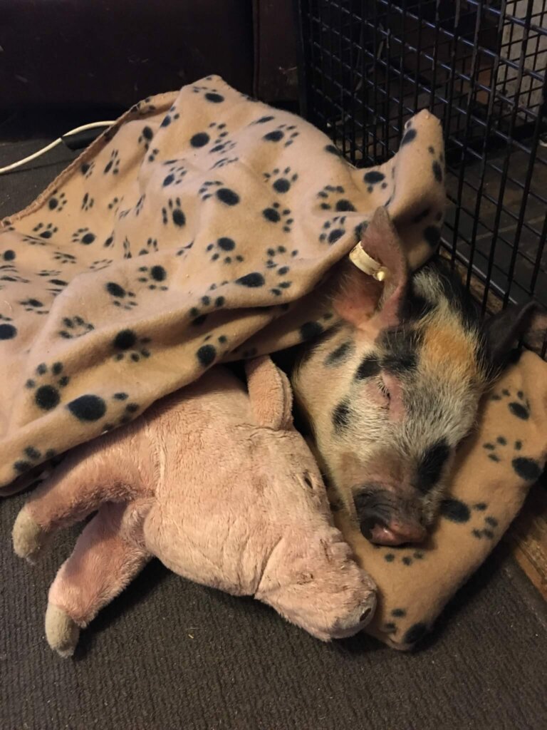 Pedro rescued pig