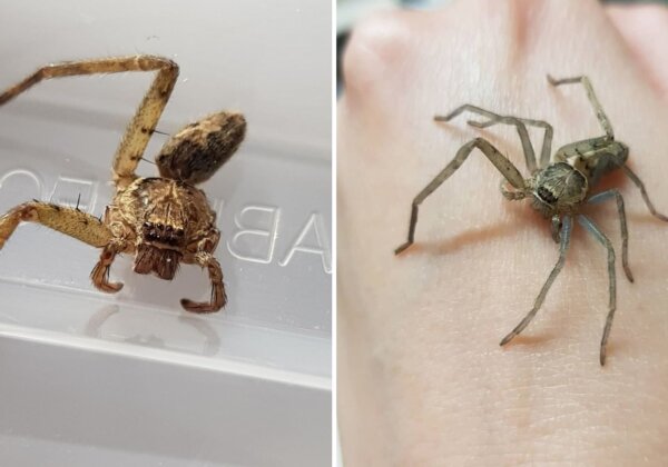On the left is Peggy when Elina found her, on the right is Peggy after regrowing her legs.