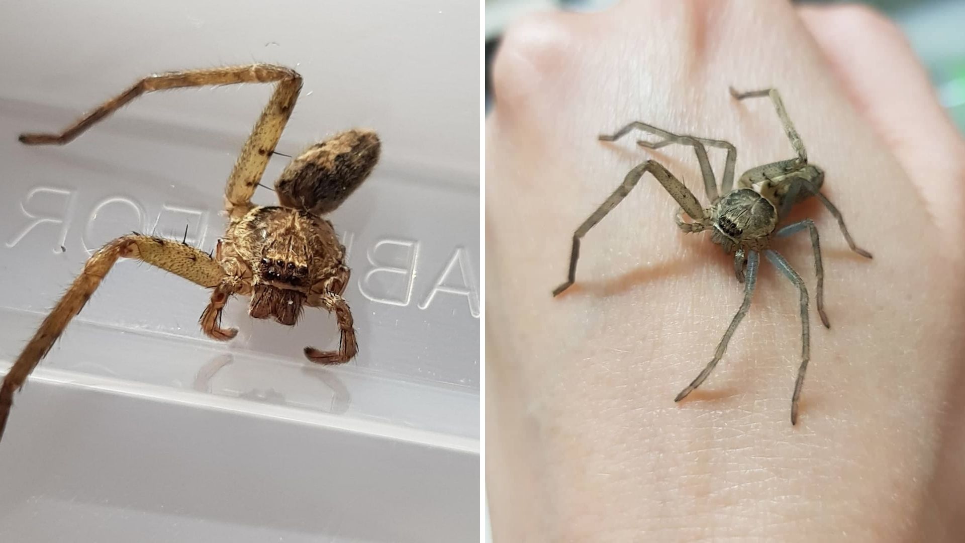 On the left is Peggy when Elina found her, on the right is Peggy after regrowing her legs.