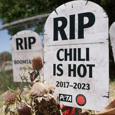 "gravestone" signs at Ascot racetrack