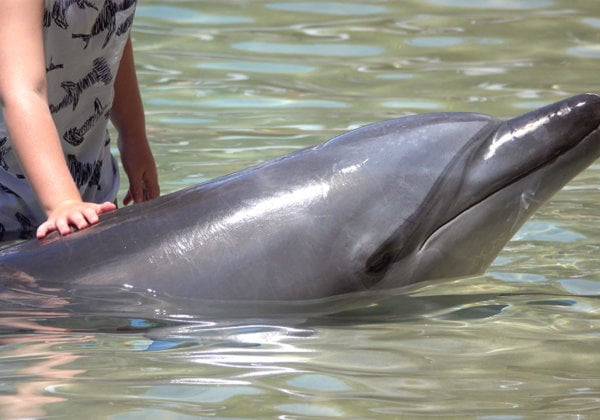 A dolphin being touched by a stranger at Sea World.