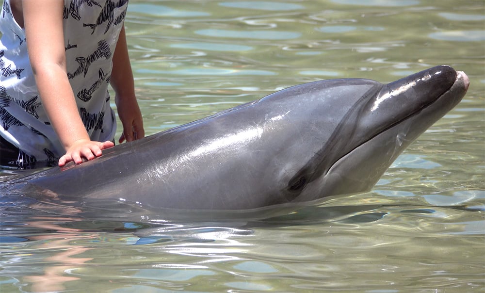 A dolphin being touched by a stranger at Sea World.