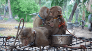 First Look at Endangered Baby Monkeys Chained, Abused at Thai Coconut