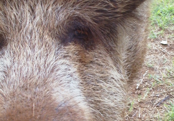 Pig Dogging – the Bloody Truth