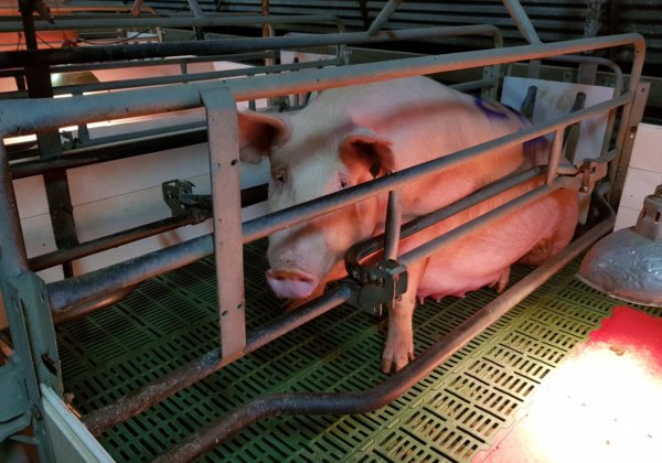 Victory! ACCC Rejects ‘Humane’ Farming Label for Animal Products