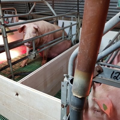 Farrowing crate on Beerburrum pig farm.