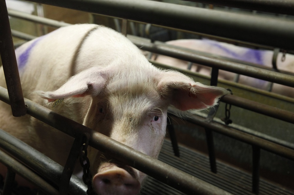 Pig in farrowing crate at WA farm