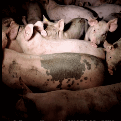 pig-farming-australia