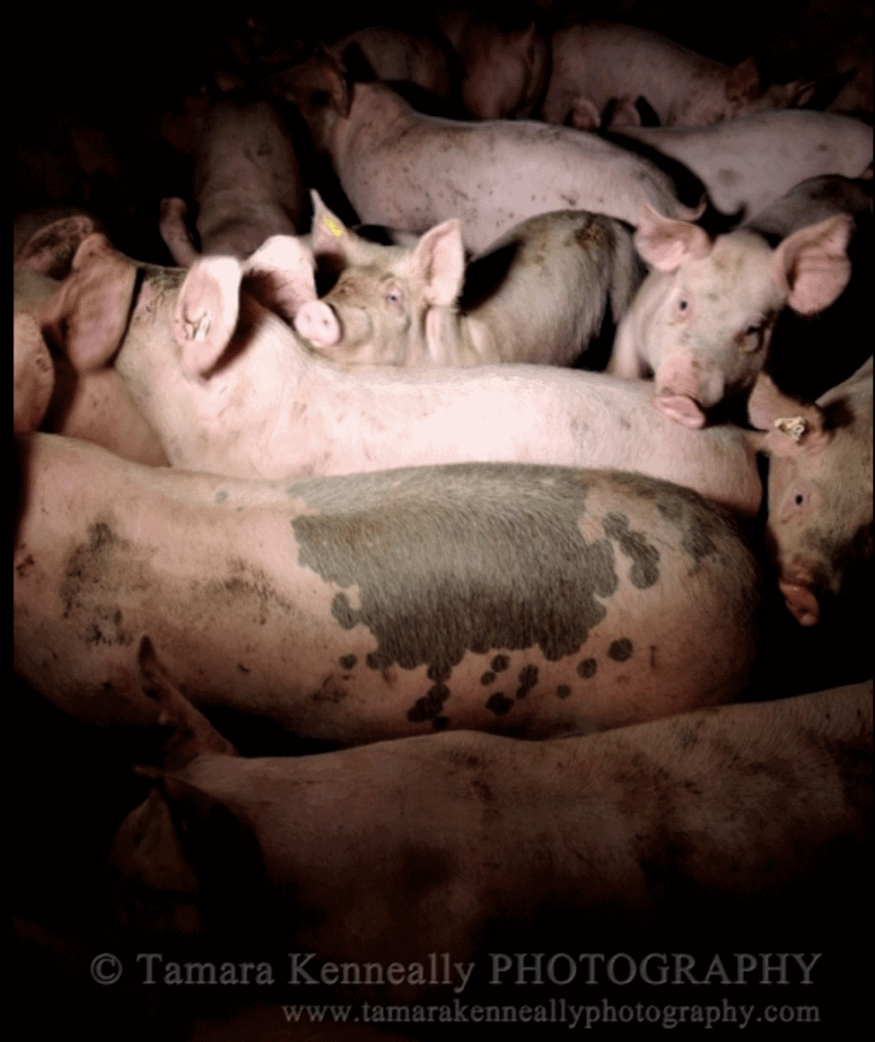 pig-farming-australia