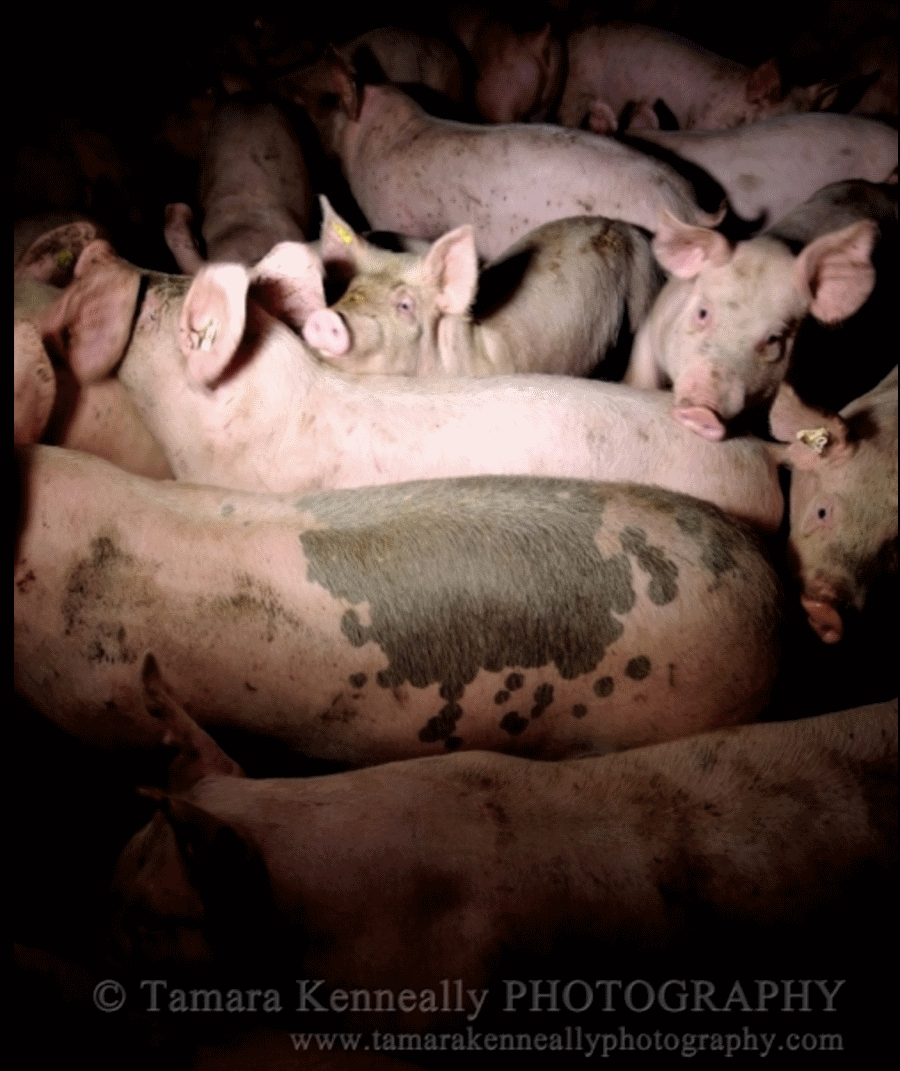 Antibiotic-Resistant Superbugs: Factory Farming Is Making Us Sick