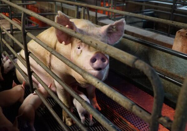 ‘Immense Suffering’: PETA Objects to Piggery Expansion