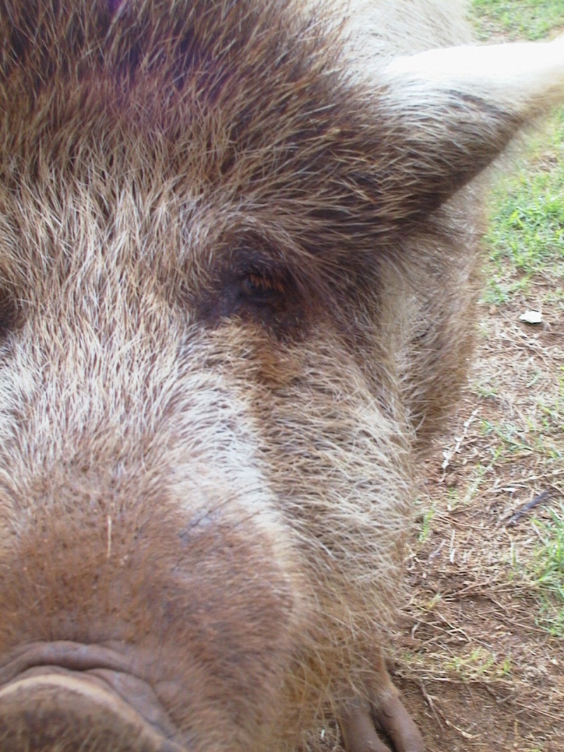 Pig Dogging – the Bloody Truth