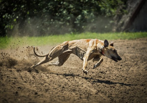 Urge Macau Officials to Save Australian Greyhounds!