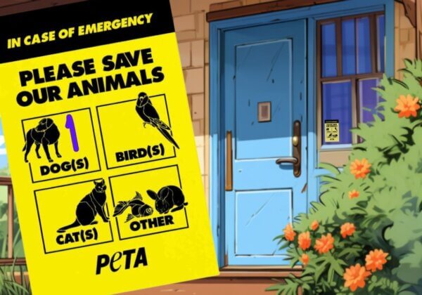 Be Bushfire Ready : Pack Your Companion Animal Survival Kit
