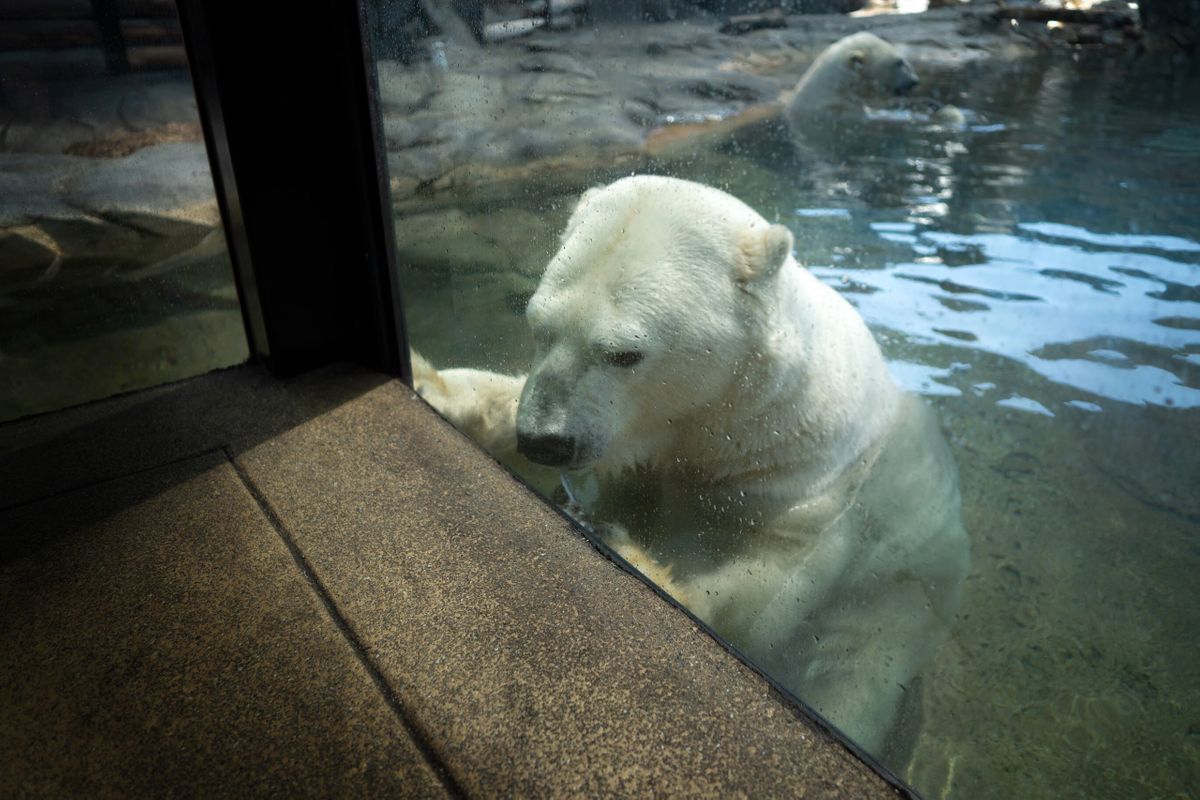 A polar bear at Sea World on the Gold Coast.