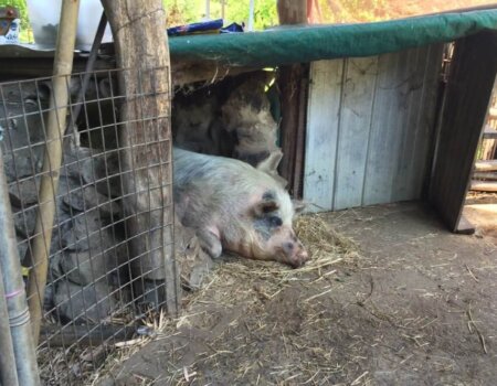 Polly the pig