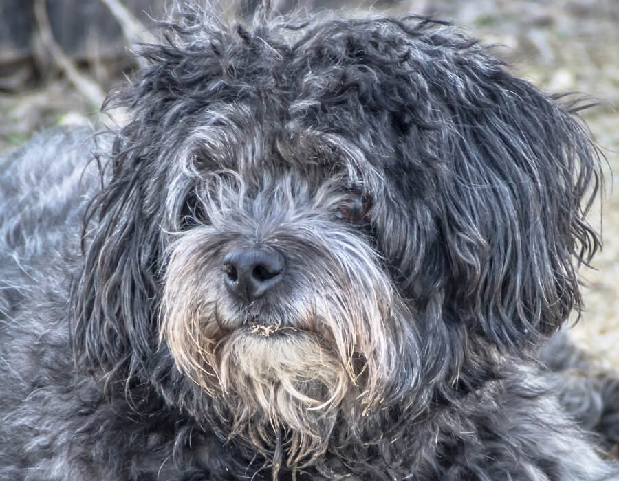 Dogs Dumped in Forest by Suspected Puppy Mill Operator