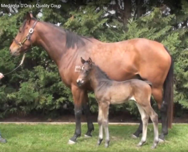 Praise the Winner as a foal, with his mum in Australia