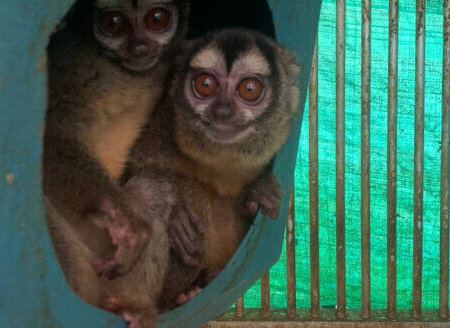 monkeys in a Colombian laboratory
