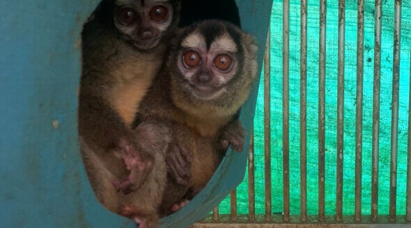 monkeys in a Colombian laboratory