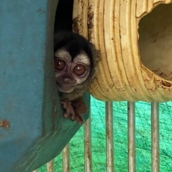 a monkey at a Colombian laboratory