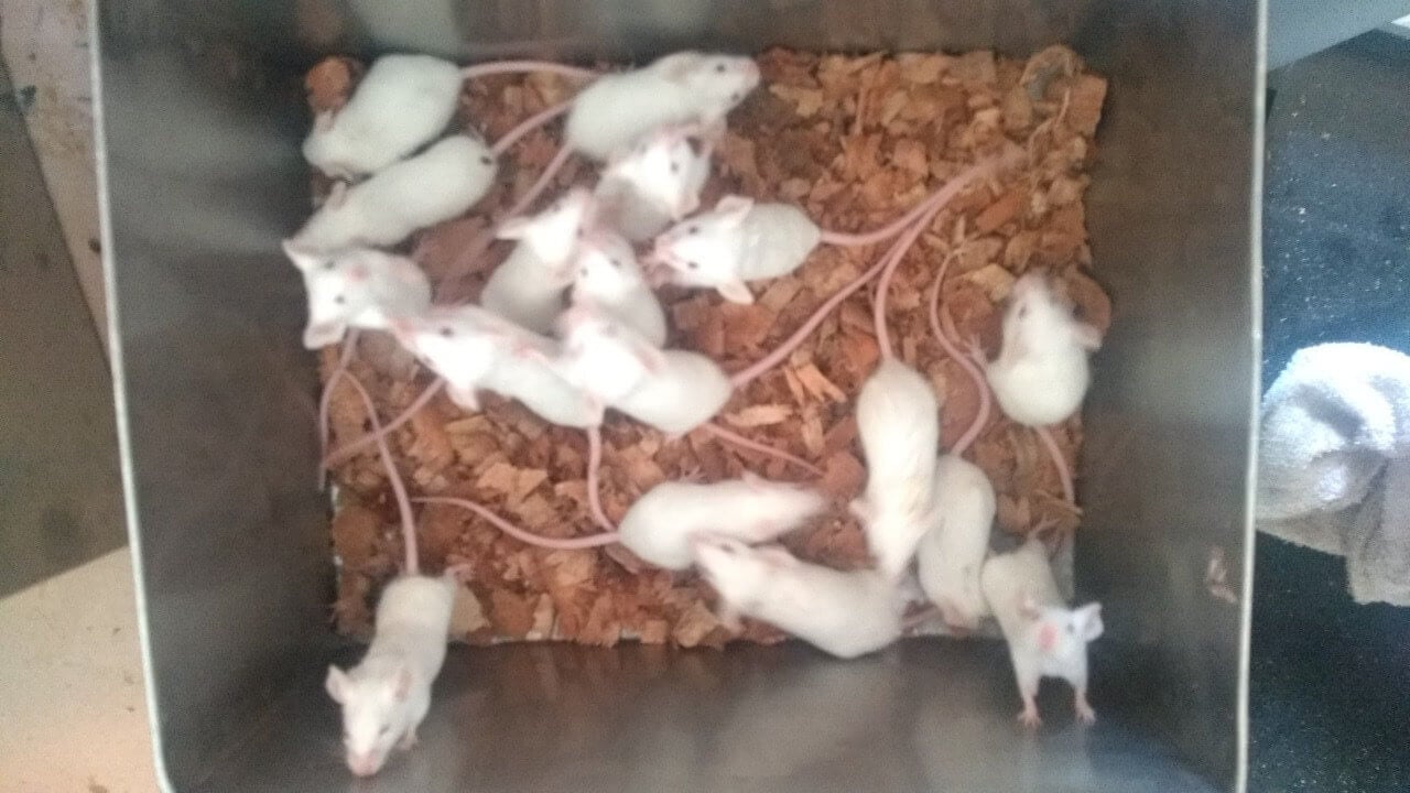 mice at a Colombian laboratory