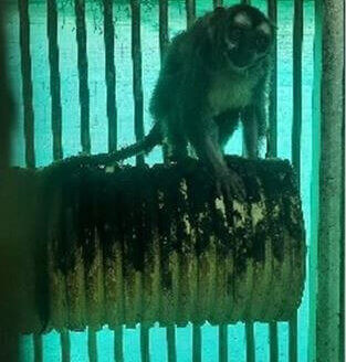 a monkey in a Colombian laboratory