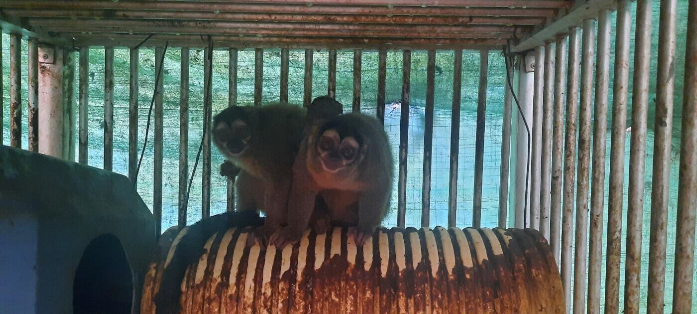 monkeys at a Colombian laboratory