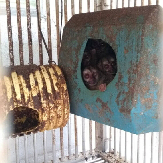 monkeys at a Colombian laboratory