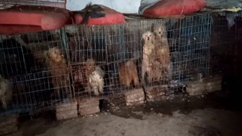 What Happens to Dogs in Puppy Mills Will Break Your Heart