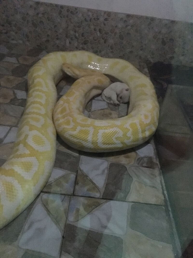 Shocking: Live Puppies Fed to Snake in Chinese Zoo