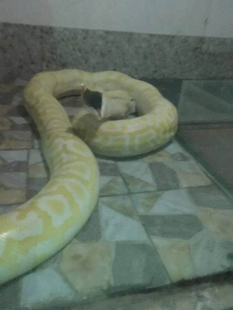 Shocking Live Puppies Fed to Snake in Chinese Zoo News