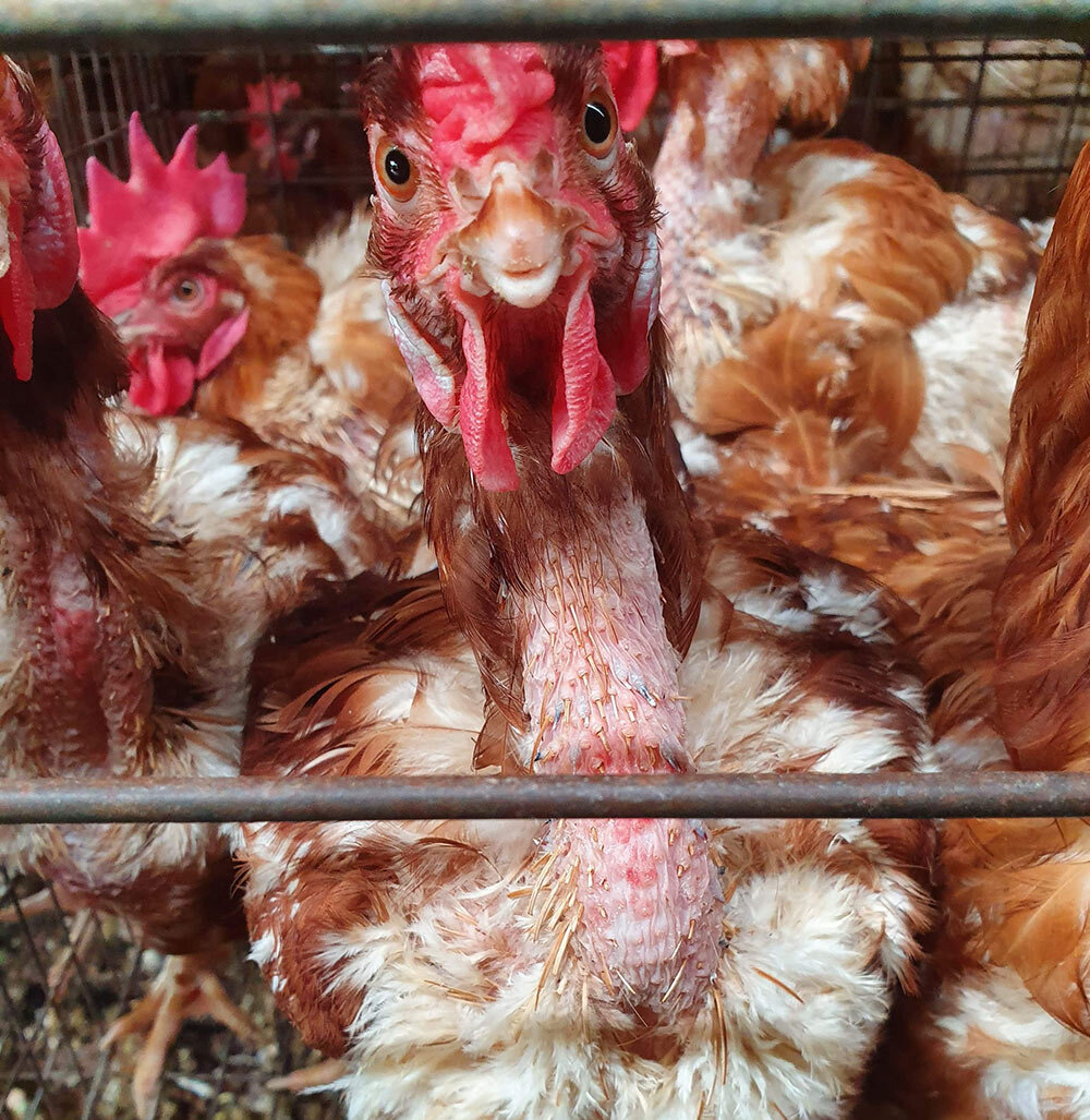 Cruelty Exposed at Queensland Egg Farm