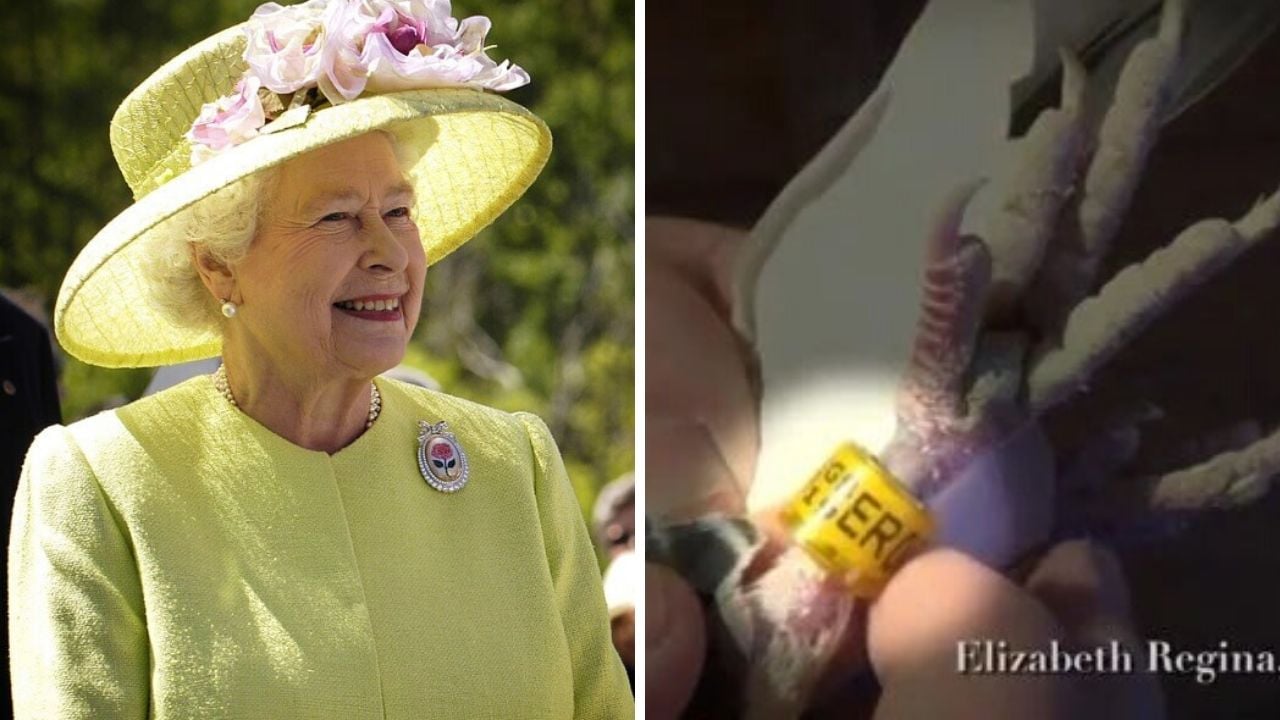 The Queen (left) and one of her pigeons (right).