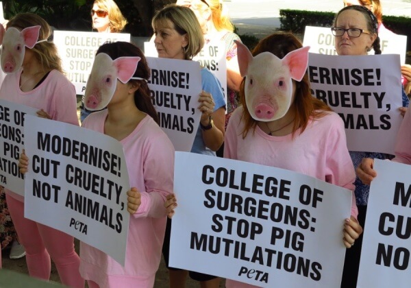 ‘Pigs’ Protest College of Surgeons as PETA’s New Ad Proclaims, ‘Cut Cruelty, Not Animals’