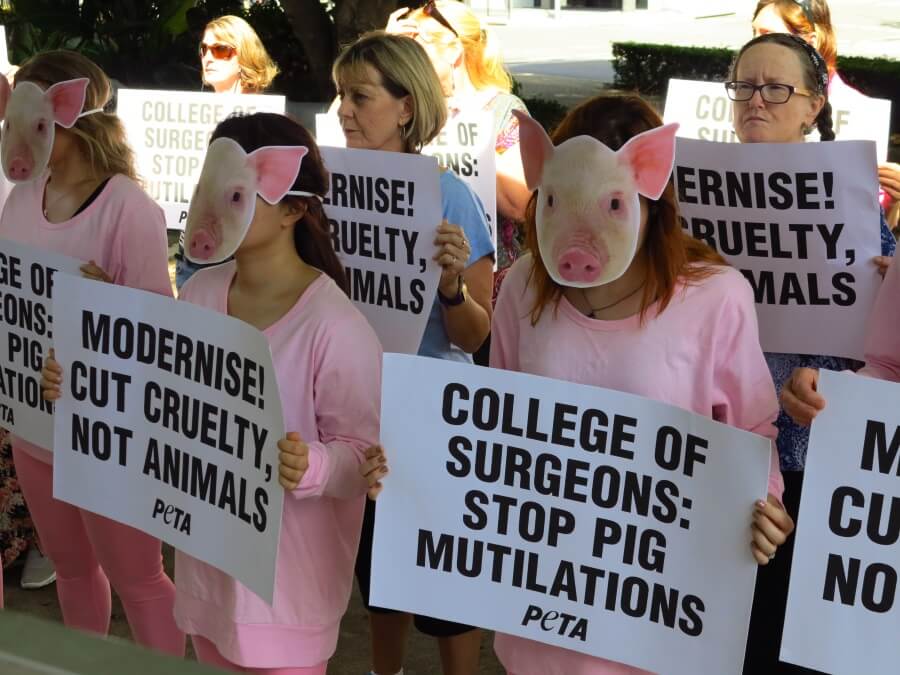 ‘Pigs’ Protest College of Surgeons as PETA’s New Ad Proclaims, ‘Cut Cruelty, Not Animals’