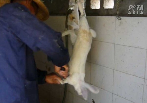 ‘Lucky’ Feet Hacked Off Live Rabbits for Key Rings