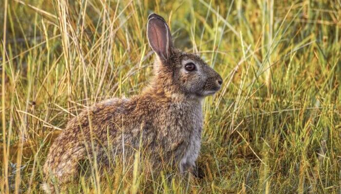 Rabbits Are Sensitive Individuals, Not Easter Toys