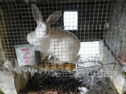 Rabbit fur farm