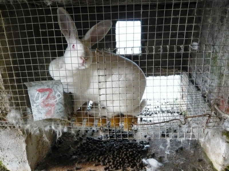 Webster Holdings Pty: Leaders in Fur Cruelty